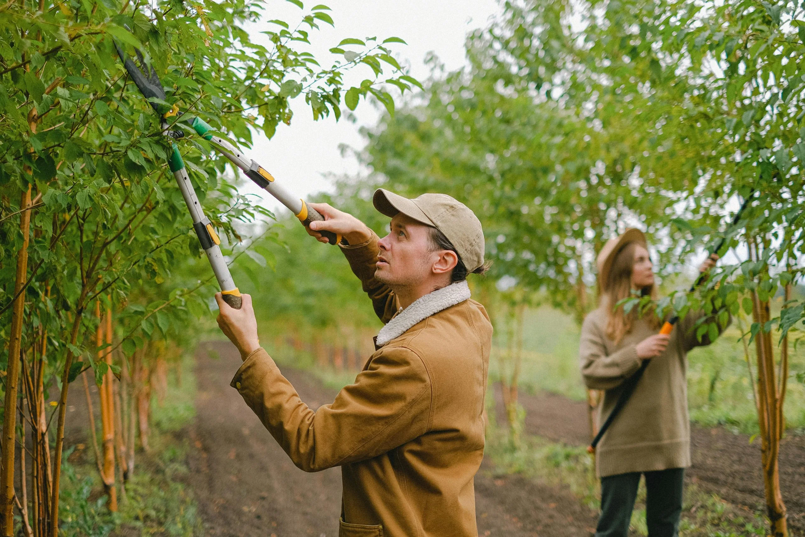 Best Tree Pruning Techniques for Stronger, Healthier Trees