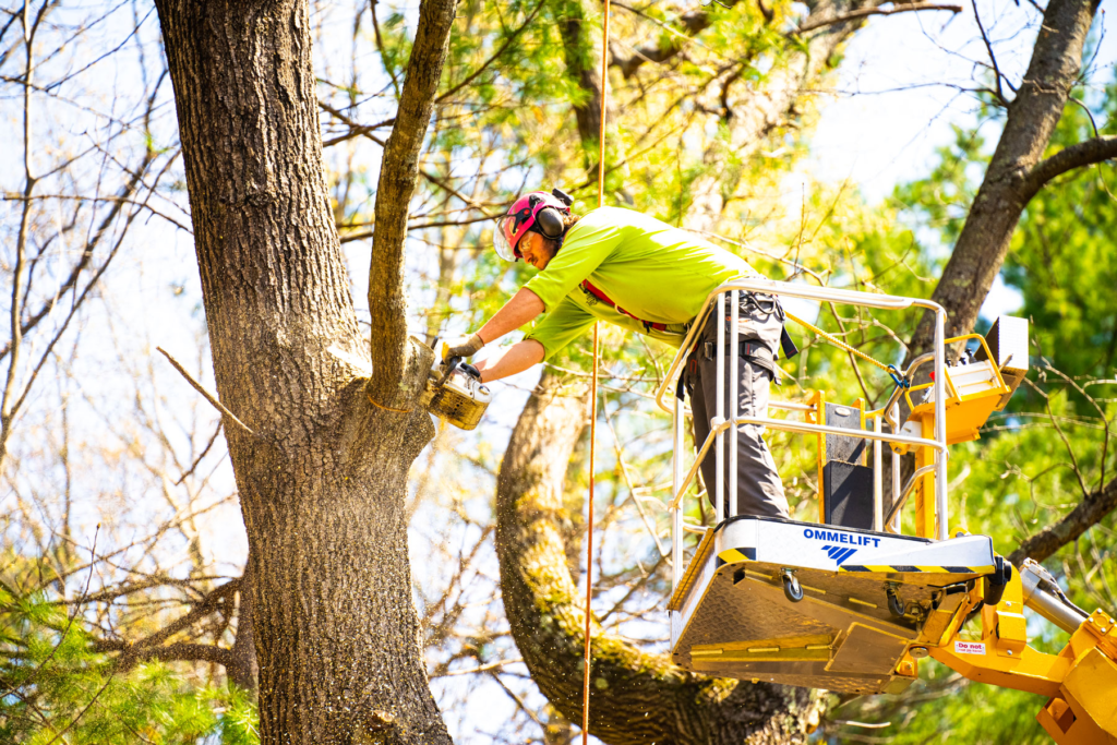 Complete Tree Care and Maintenance Services for Properties