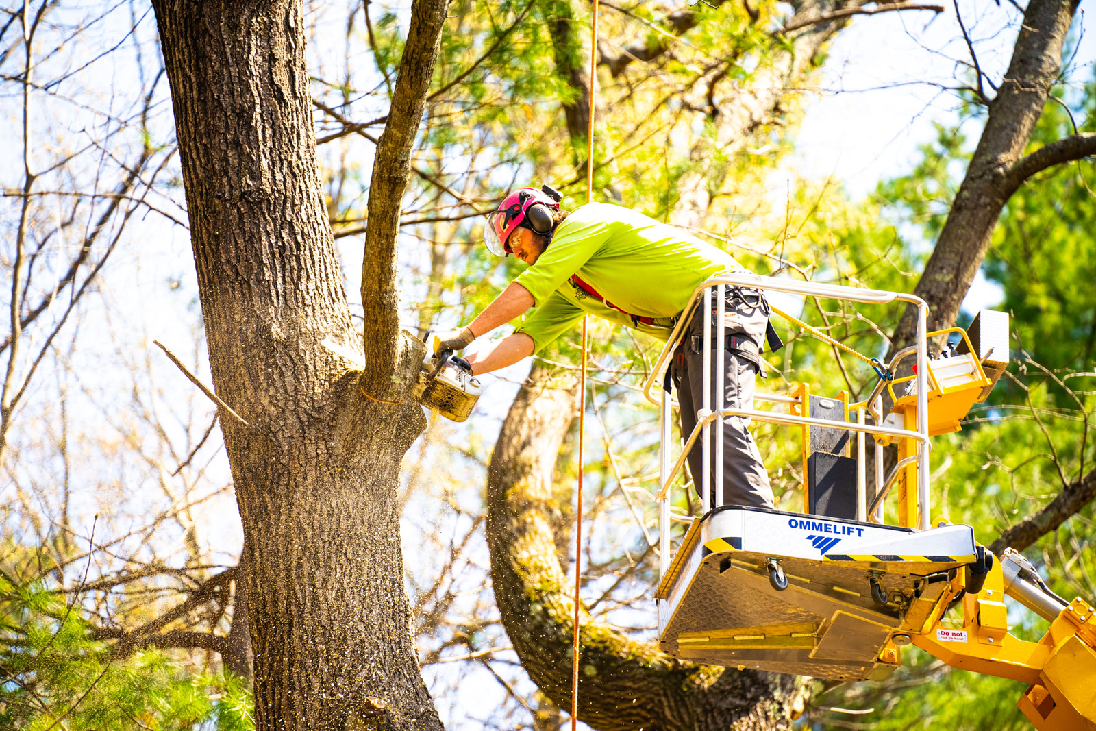 Complete Tree Care and Maintenance Services for Properties